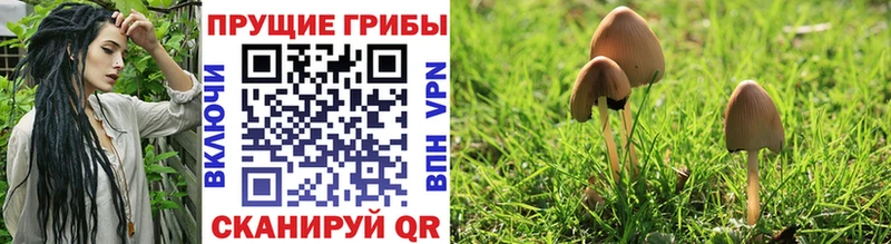 мориарти Telegram  Ачхой-Мартан  Псилоцибиновые грибы Cubensis 